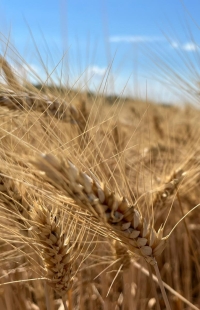 Il Gruppo Casillo presenta il Bilancio di sostenibilità 2021