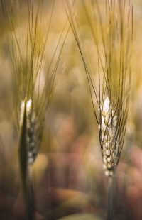 Nasce Agritech, progetto congiunto del Gruppo Casillo e dell’Università Federico II di Napoli